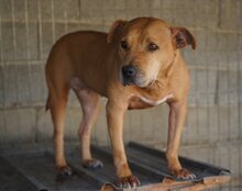 LIV, Hund, Pitbull-Terrier-Mix in Kroatien - Bild 7