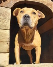 LIV, Hund, Pitbull-Terrier-Mix in Kroatien - Bild 8