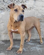LIV, Hund, Pitbull-Terrier-Mix in Kroatien - Bild 9
