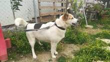 CHRISTINE, Hund, Mischlingshund in Griechenland - Bild 4