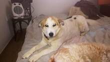 CHRISTINE, Hund, Mischlingshund in Griechenland - Bild 7