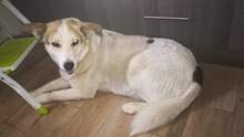 CHRISTINE, Hund, Mischlingshund in Griechenland - Bild 8