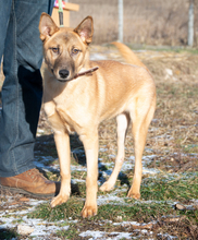 TARA, Hund, Mischlingshund in Ungarn - Bild 2