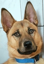 TARA, Hund, Mischlingshund in Ungarn - Bild 4