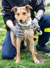 EMMA, Hund, Mischlingshund in Ungarn - Bild 1