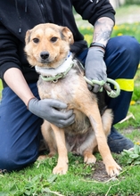 EMMA, Hund, Mischlingshund in Ungarn - Bild 2