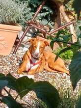 ELSA, Hund, Podenco-Mix in Spanien - Bild 11
