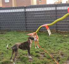 ELSA, Hund, Podenco-Mix in Spanien - Bild 14