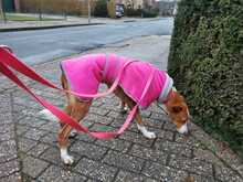 ELSA, Hund, Podenco-Mix in Spanien - Bild 17