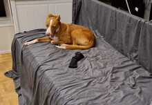 ELSA, Hund, Podenco-Mix in Spanien - Bild 18