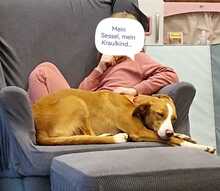 ELSA, Hund, Podenco-Mix in Spanien - Bild 19