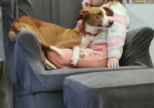 ELSA, Hund, Podenco-Mix in Spanien - Bild 20