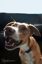 ELSA, Hund, Podenco-Mix in Spanien - Bild 8