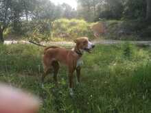 ELSA, Hund, Podenco-Mix in Nordenham - Bild 22