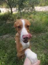 ELSA, Hund, Podenco-Mix in Nordenham - Bild 23