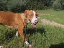 ELSA, Hund, Podenco-Mix in Nordenham - Bild 24