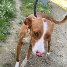 ELSA, Hund, Podenco-Mix in Nordenham - Bild 27