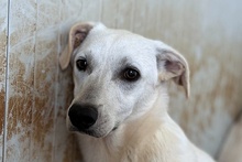 COMETA, Hund, Mischlingshund in Italien - Bild 10