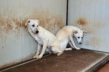 COMETA, Hund, Mischlingshund in Italien - Bild 12