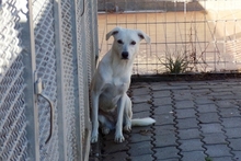 COMETA, Hund, Mischlingshund in Italien - Bild 2
