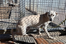 COMETA, Hund, Mischlingshund in Italien - Bild 4