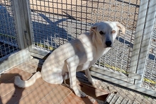 COMETA, Hund, Mischlingshund in Italien - Bild 5