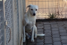 COMETA, Hund, Mischlingshund in Italien - Bild 6