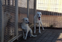 COMETA, Hund, Mischlingshund in Italien - Bild 7