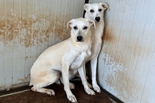 COMETA, Hund, Mischlingshund in Italien - Bild 8