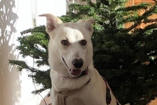 CARLOTTA, Hund, Mischlingshund in Butzbach - Bild 1
