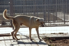 FRODOBIANCO, Hund, Mischlingshund in Italien - Bild 3