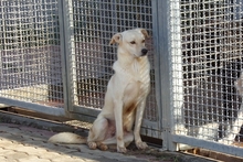 FRODOBIANCO, Hund, Mischlingshund in Italien - Bild 4