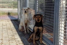 FRODOBIANCO, Hund, Mischlingshund in Italien - Bild 5