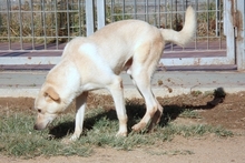 FRODOBIANCO, Hund, Mischlingshund in Italien - Bild 6