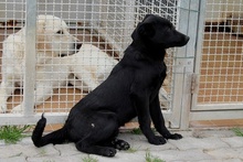 ELVIS, Hund, Mischlingshund in Italien - Bild 12
