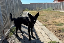 ELVIS, Hund, Mischlingshund in Italien - Bild 2