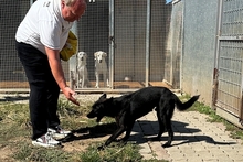 ELVIS, Hund, Mischlingshund in Italien - Bild 4