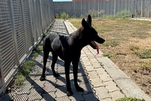 ELVIS, Hund, Mischlingshund in Italien - Bild 5
