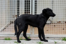 ELVIS, Hund, Mischlingshund in Italien - Bild 7