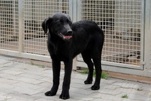 EROS, Hund, Mischlingshund in Italien - Bild 10