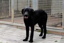 EROS, Hund, Mischlingshund in Italien - Bild 6