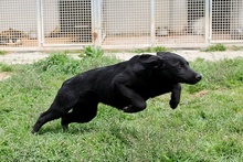 EROS, Hund, Mischlingshund in Italien - Bild 7