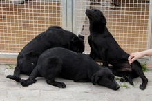 EROS, Hund, Mischlingshund in Italien - Bild 9