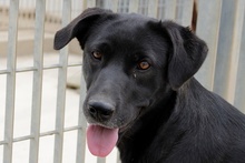 BELLEN, Hund, Mischlingshund in Italien - Bild 3