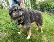COCO, Hund, Mischlingshund in Nieheim