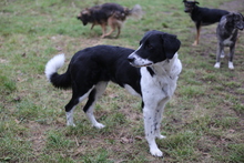 MELONI, Hund, Mischlingshund in Berlin - Bild 15