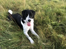 MELONI, Hund, Mischlingshund in Berlin - Bild 19