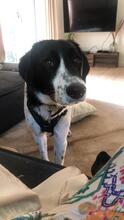 MELONI, Hund, Mischlingshund in Berlin - Bild 20
