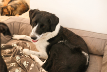 MELONI, Hund, Mischlingshund in Berlin - Bild 21