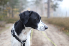 MELONI, Hund, Mischlingshund in Berlin - Bild 3
